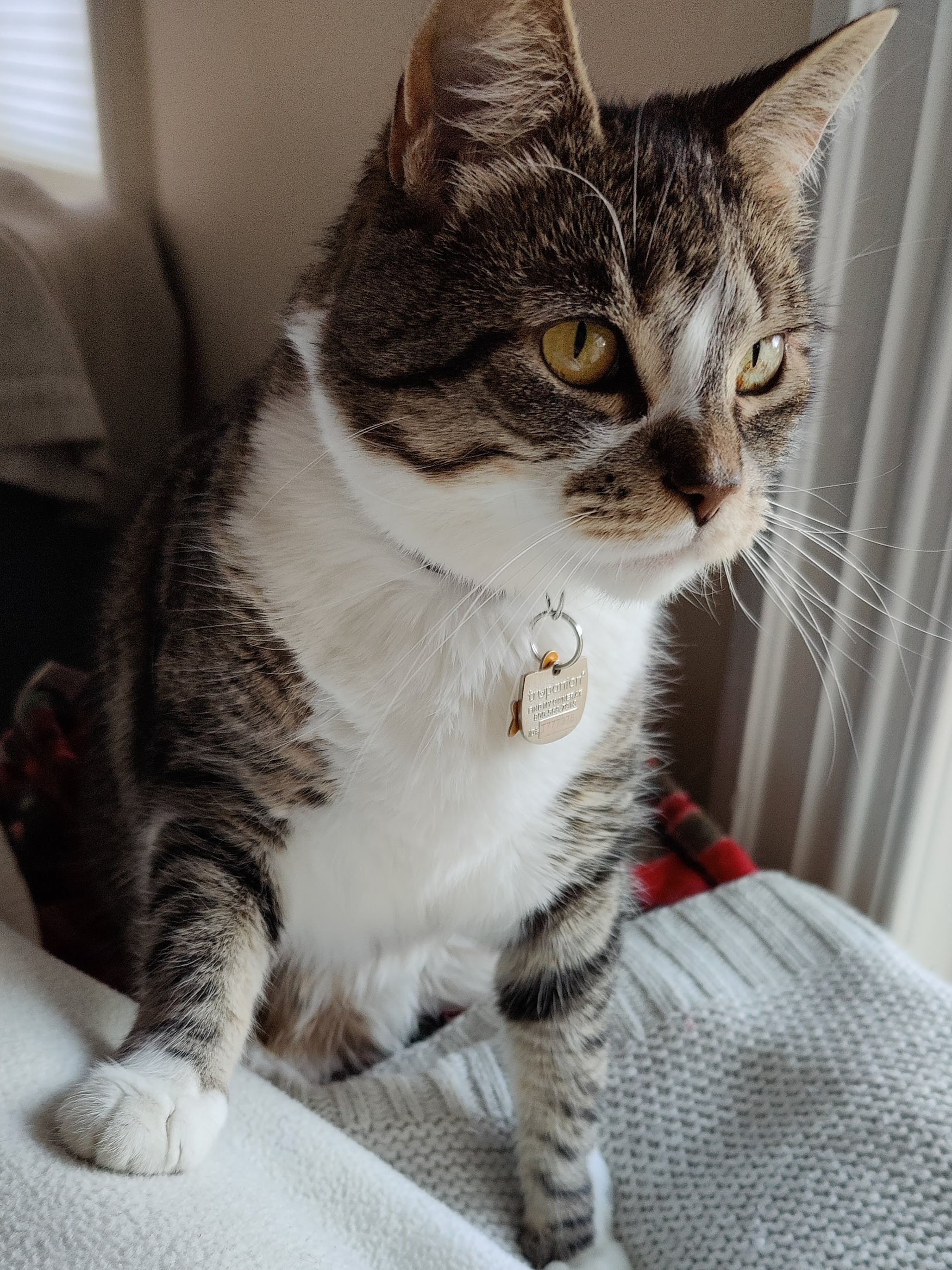 a tabby cat with gold yellow eyes puts her paw on a person's blanket covered leg